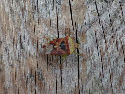 Insect