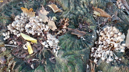 Mushrooms