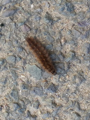 Caterpillar