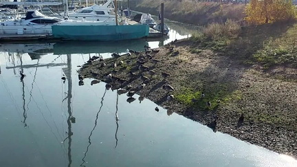Ducks
