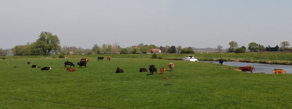 Cows