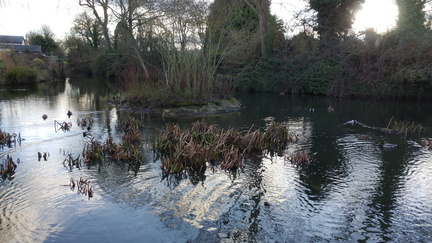Pond