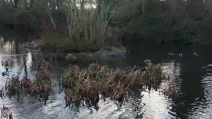 Ducks