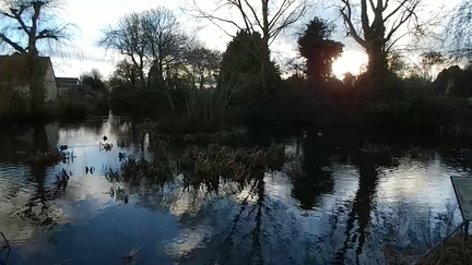 Ducks