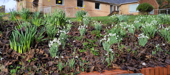 Snowdrops and Daffodils