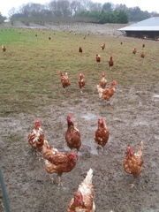 Chicken stampede