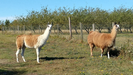 Llamas