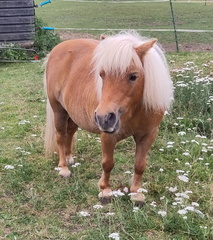 Shetland Pony