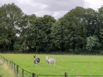 Donkeys