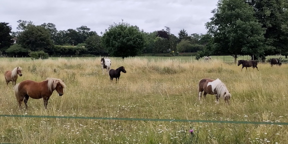Ponies