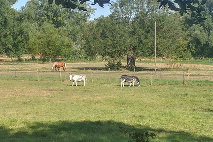 Donkeys