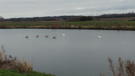 Swans