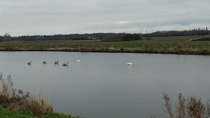 Swans