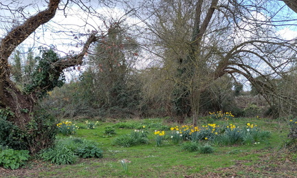 Daffodils