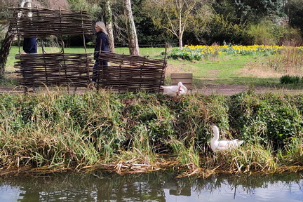 Geese