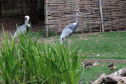 Cranes