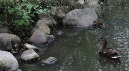 Ducklings