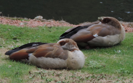 Egyptian Geese