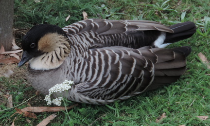 Duck