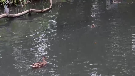 Ducks