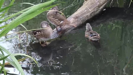 Ducks