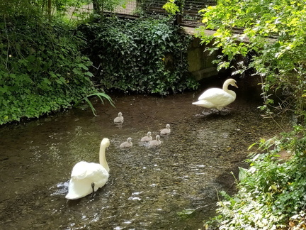 Swans
