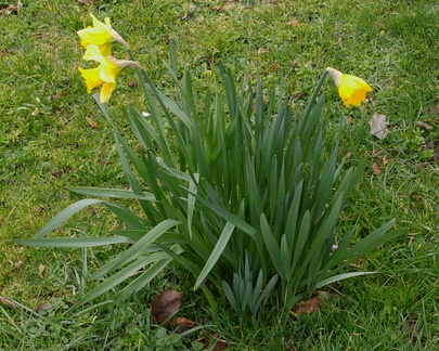 Daffodils