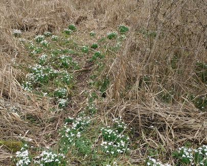 Snowdrops