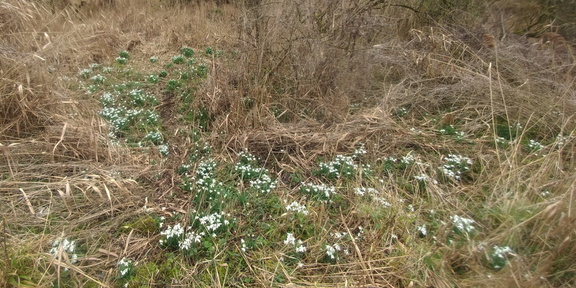 Snowdrops