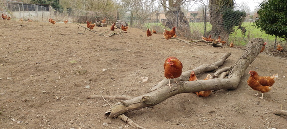 Chickens