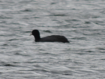 Coot