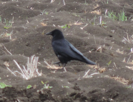 Crow