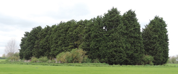 Trees
