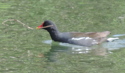 Moorhen