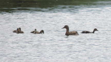 Ducks