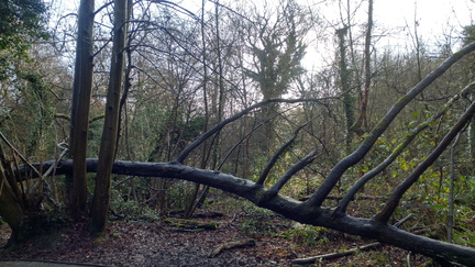 Fallen tree
