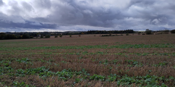 Fields