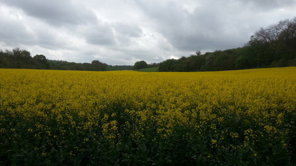 Field