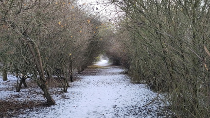 Woods