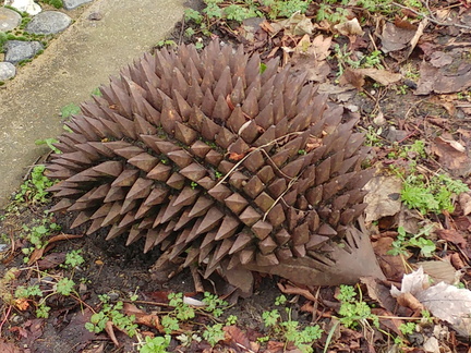 Hedgehog