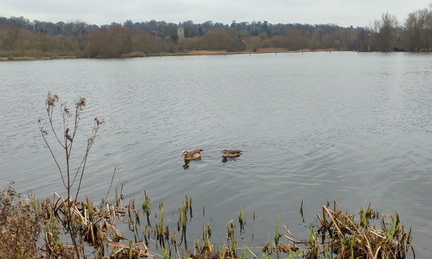 Across the lake