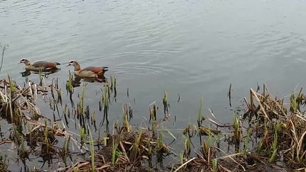 Egyptian Geese