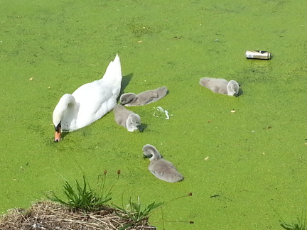Swans