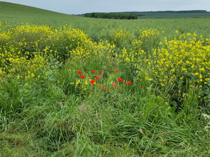 Poppies