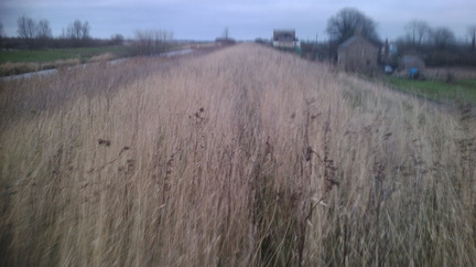 Long grass
