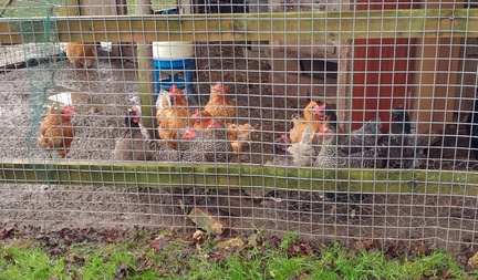 Chickens