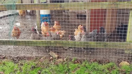 Chickens