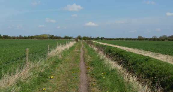Along the ditch