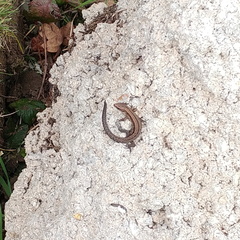 Lizard