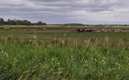 Horses